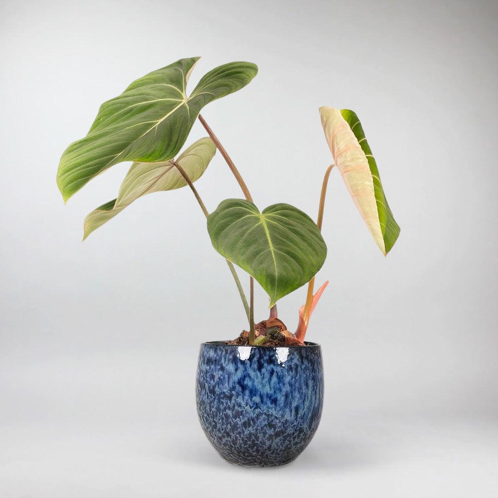 gorman philodendron silk top Philodendron Gloriosum