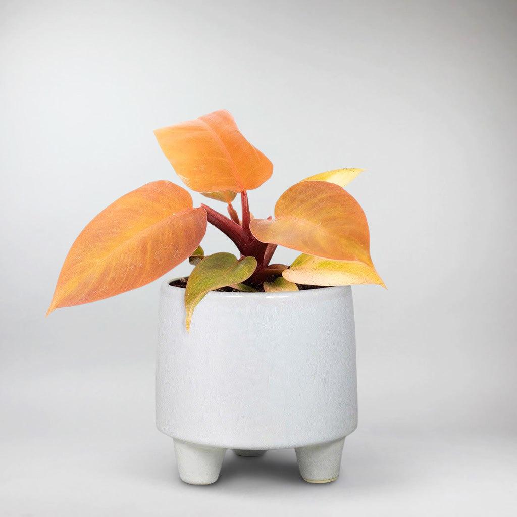 neon orange philodendron Philodendron Prince of Orange: Vibrant Sunset Feel for Your Home – Bloombox Club