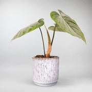 Silver Leaf Philodendron | Philodendron Sodiroi