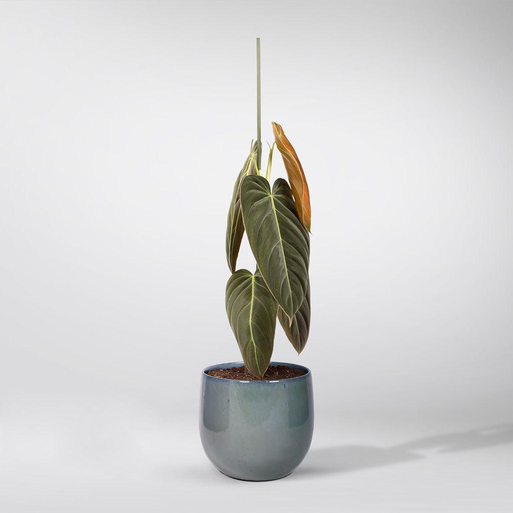 philodendron melanochrysum new leaf Rare Philodendron Melanochrysum
