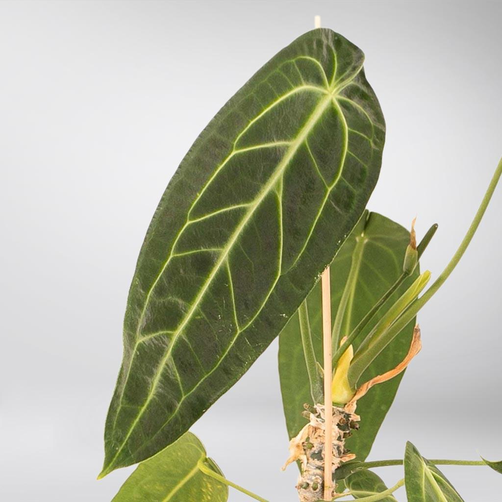 anthurium majestic Anthurium Warocqueanum – Rare Tropical Green Queen for Your Home – Bloombox Club