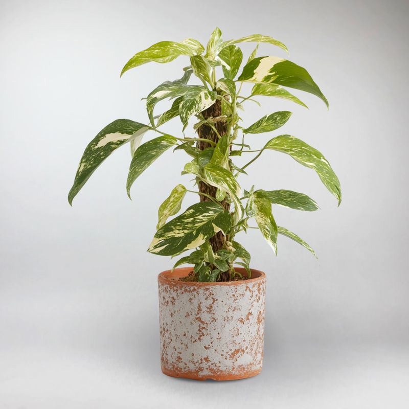philodendron dragon tail variegated Marble Variegated Dragon Tail Plant – Epipremnum Pinnatum – Bloombox Club