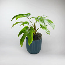 Mayoi Philodendron Terrarium Plant | Philodendron Mayoi