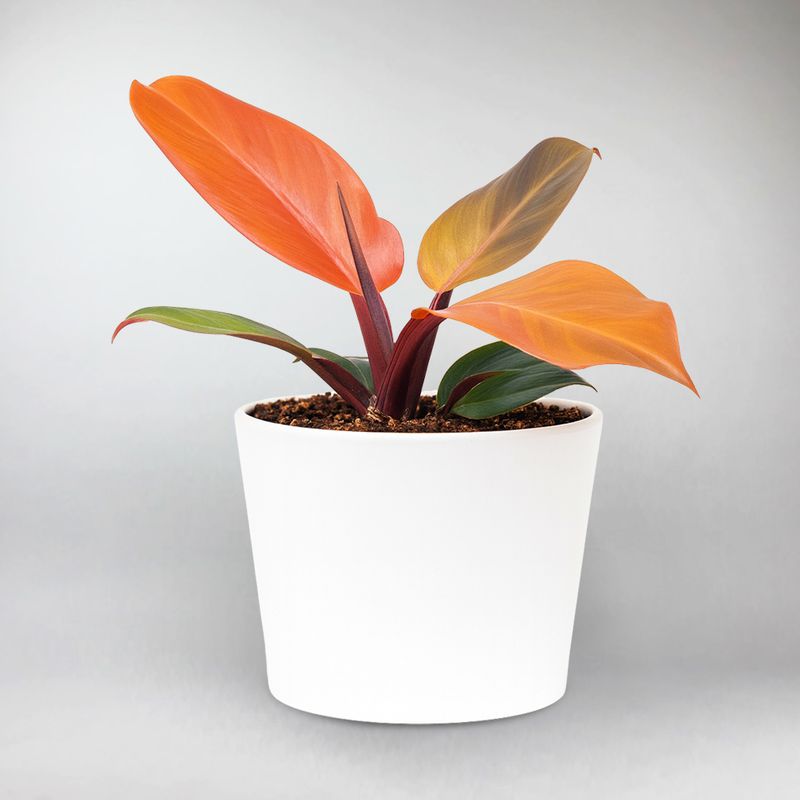 finale philodendron Buy McColley's Finale Philodendron – Vibrant Indoor Green Plant – Bloombox Club