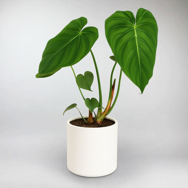 Buy McDowell Philodendron – Easy-Care Indoor Plant Today – Bloombox Club