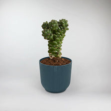 Medusa's Head Cactus Terrarium Plant | Euphorbia Ritchiei