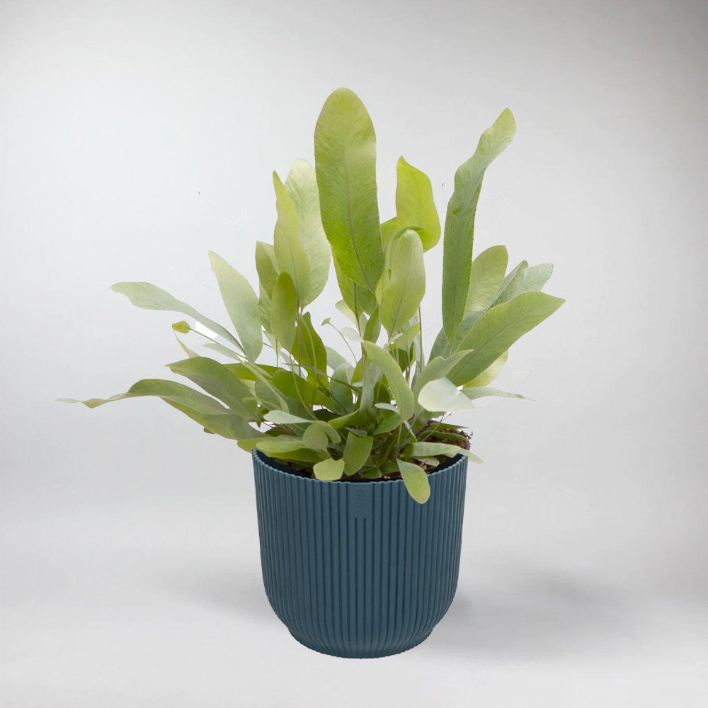 blue star fern nz Phlebodium Aureum 'Blue Star': Low Maintenance Terrarium Charm – Bloombox Club