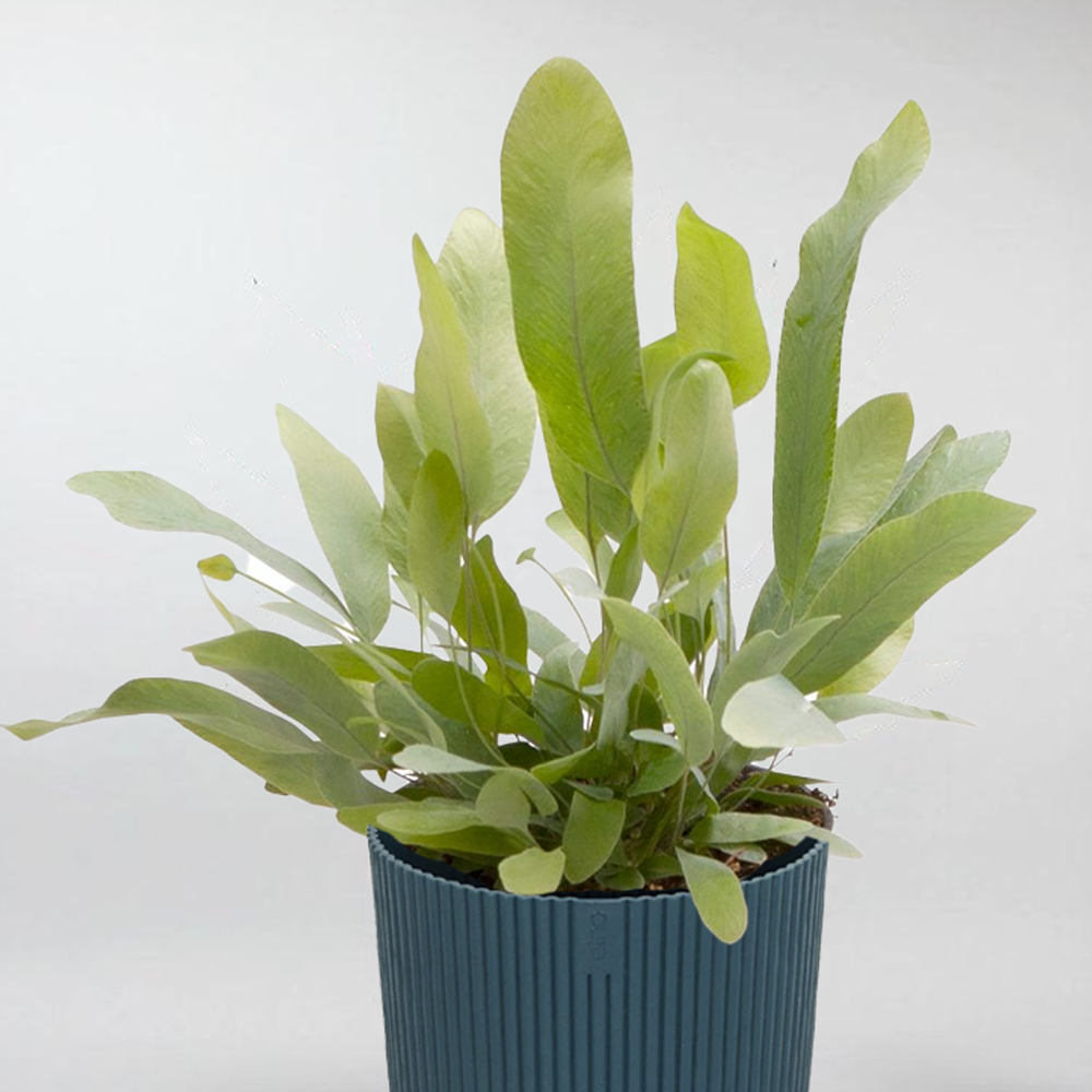 blue star fern pests Phlebodium Aureum 'Blue Star': Low Maintenance Terrarium Charm – Bloombox Club
