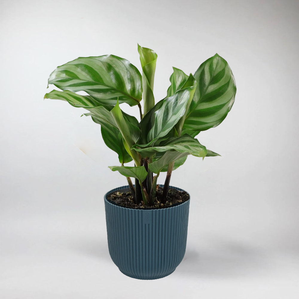 Mini Calathea 'Freddie' | Calathea 'Freddie' Terrarium Plant
