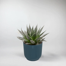 Mini Cosmo Succulent | Aloe Aristata Terrarium Plant