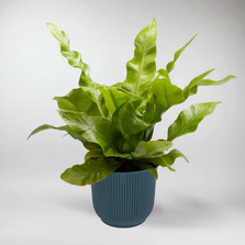 Mini Crispy Wave Fern | Asplenium Nidus 'Crispy Wave' Terrarium Plant