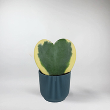 Mini Hoya Heart | Hoya Kerrii Variegata Terrarium Plant