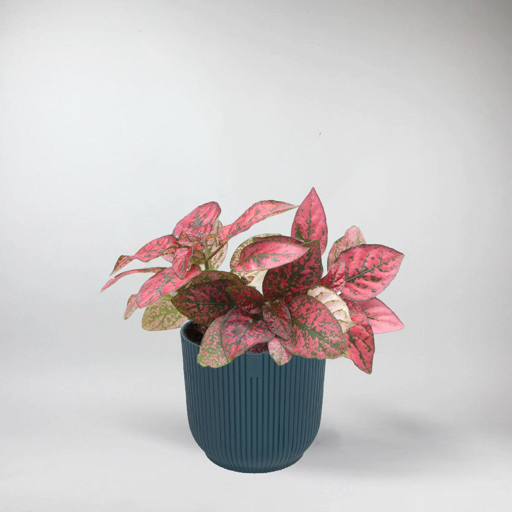 red terrarium plants Hypoestes Phyllosachya Red: Vibrant Terrarium Accent – Bloombox Club