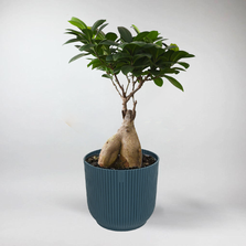 Mini Bonsai Ficus 'Ginseng'| Ficus Microcapa