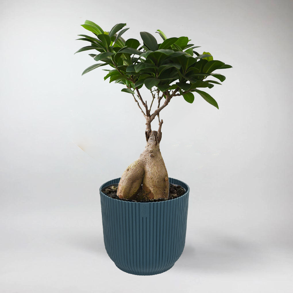 tesco bonsai tree Mini Bonsai Ficus Ginseng: 15-Year-Old Tree for Terrariums – Bloombox Club