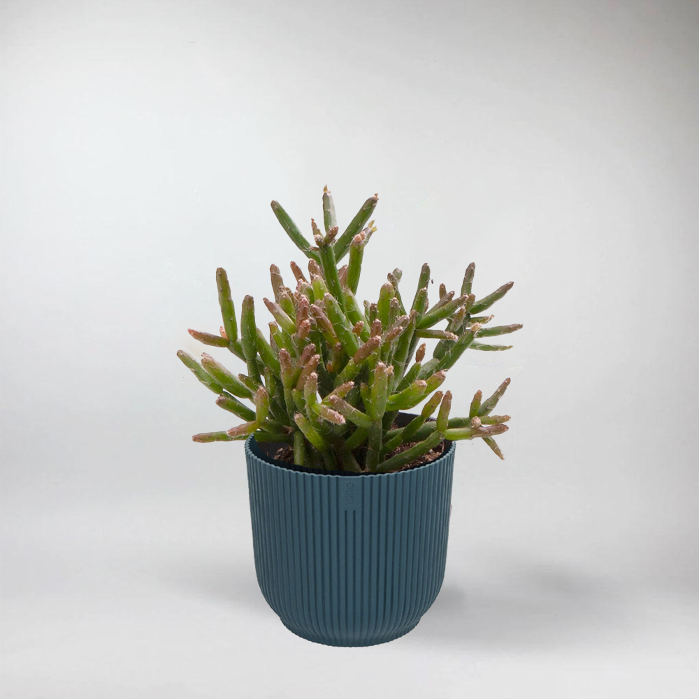 Mini Mistletoe Cactus | Rhipsalis Burchellii Terrarium Plant