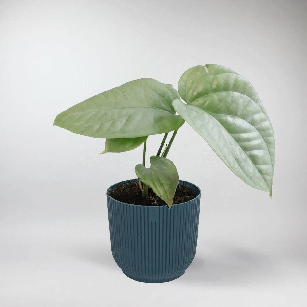 silver monstera plant Monstera Amydrium Medium Silver: Rustic Terrarium Beauty – Bloombox Club