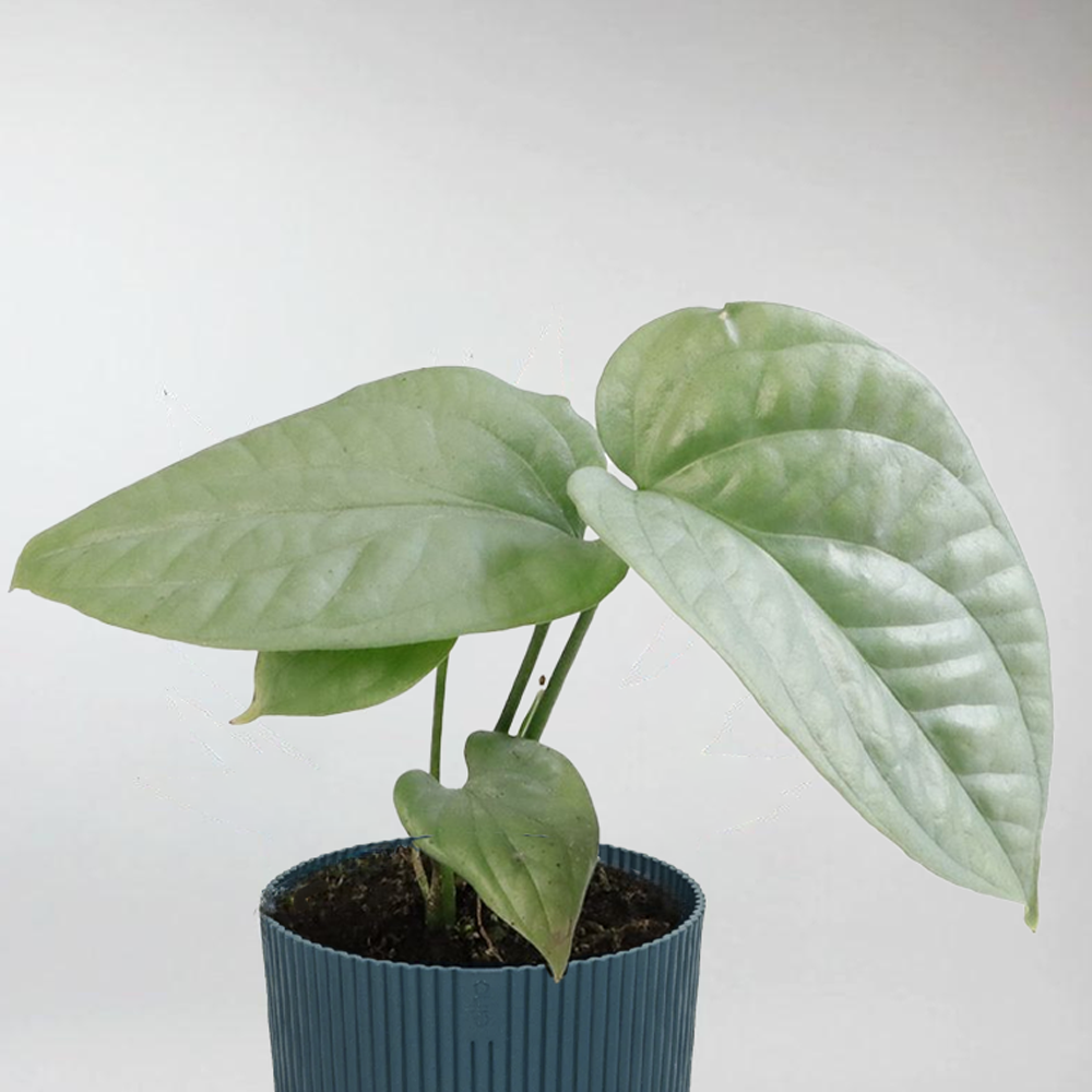 monstera silver Monstera Amydrium Medium Silver: Rustic Terrarium Beauty – Bloombox Club