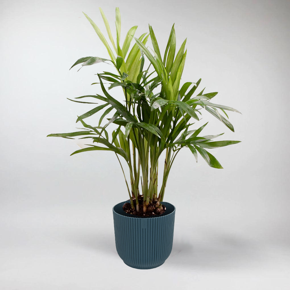 Mini Parlour Palm | Chamaedorea Elegans Terrarium Plant