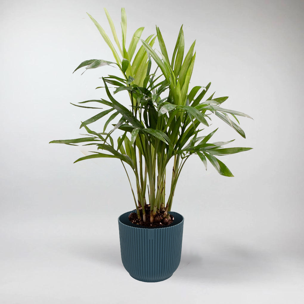 parlor palm in terrarium Chamaedorea Elegans: Calming Parlour Palm for Terrariums – Bloombox Club