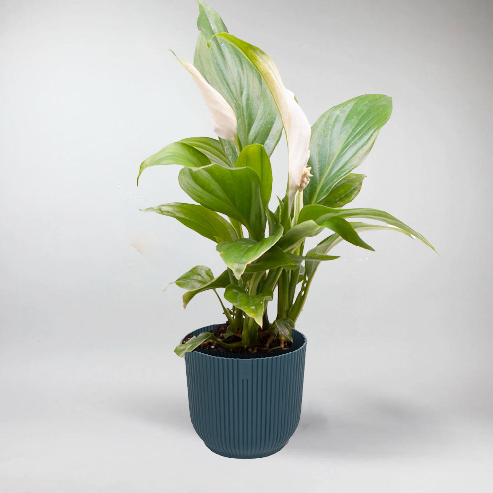 Mini Peace Lily | Spathiphyllum Terrarium Plant