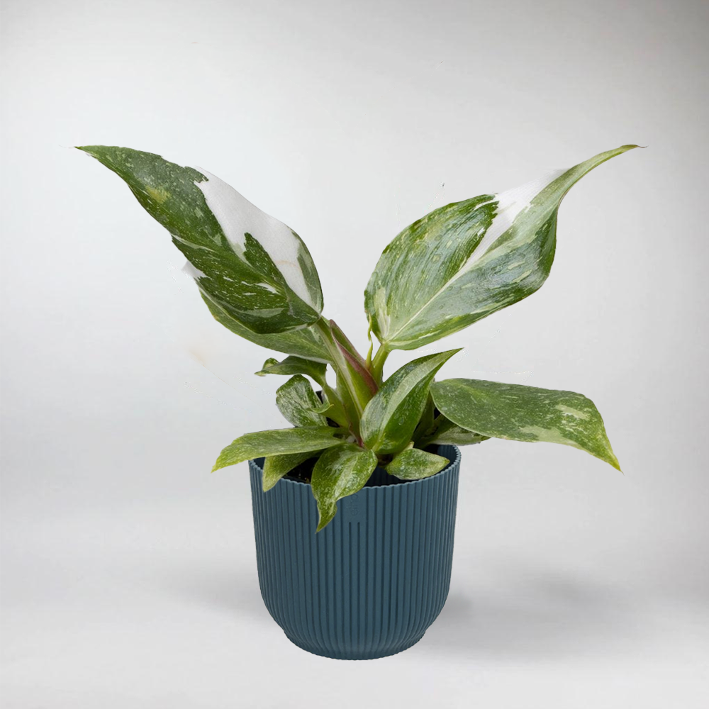 is white princess philodendron rare Philodendron White Princess: Rare Tropical Charm for Terrariums – Bloombox Club