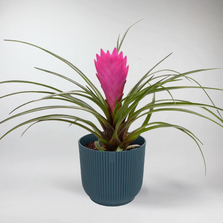 Mini Pink Quill | Tillandsia Cyanea Terrarium Plant