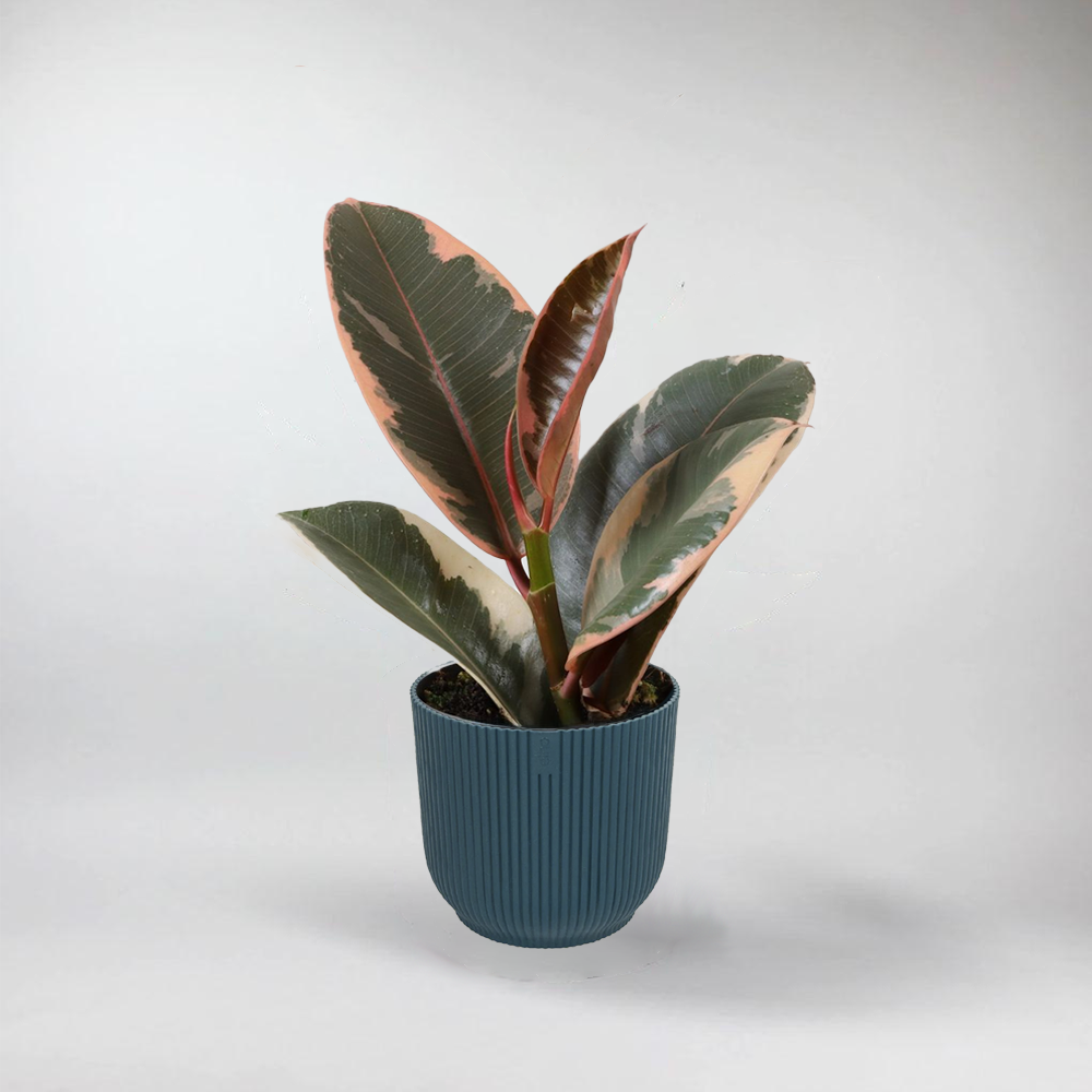Mini Rubber Plant 'Tineke' | Mini Ficus Elastica 'Tineke' Terrarium Plant