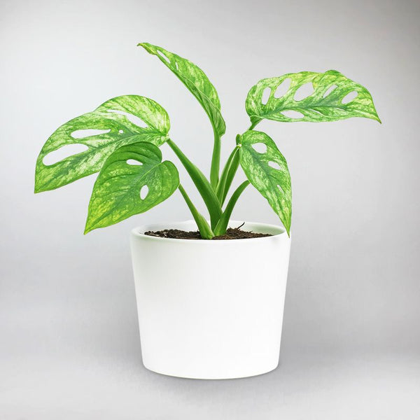 monstera adansonii mint care Mint Swiss Cheese Plant – Monstera Adansonii Mint – Bloombox Club