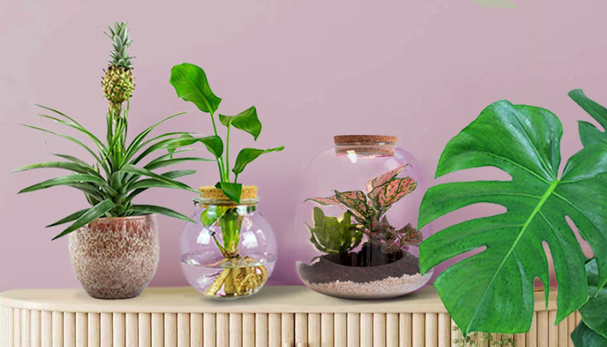 Sedum Makinoi Tornado & Eco Coconut Pot – Bloombox Club
