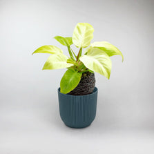 Moonlight Philodendron Terrarium Plant | Philodendron Moonlight