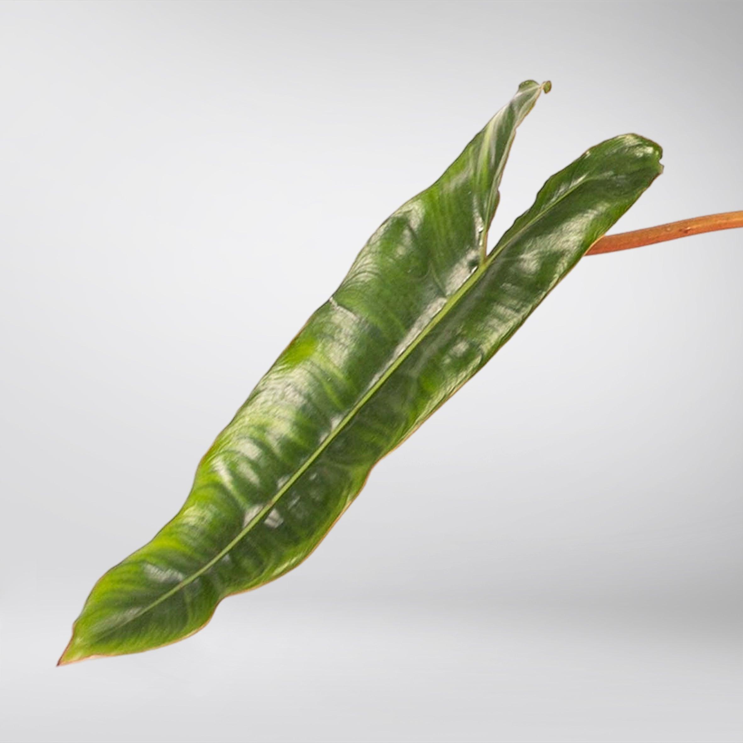 philodendron di air Philodendron Billietiae