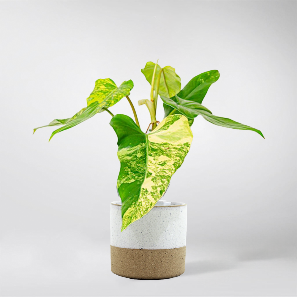Philodendron Domesticum Variegata – Elegant Indoor Houseplant – Bloombox  Club