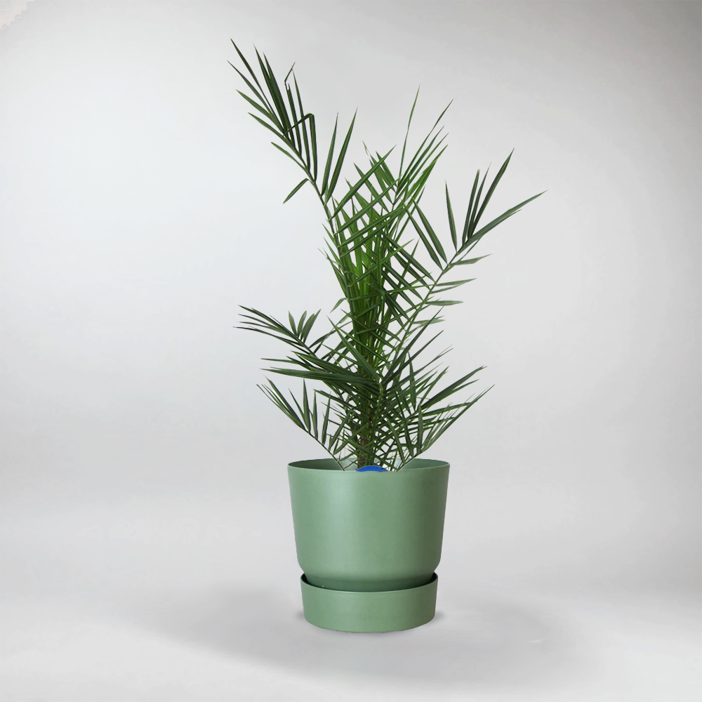 pineapple palm house plant Phoenix Canariensis – Stunning Pineapple Palm for a Tropical Garden – Bloombox Club