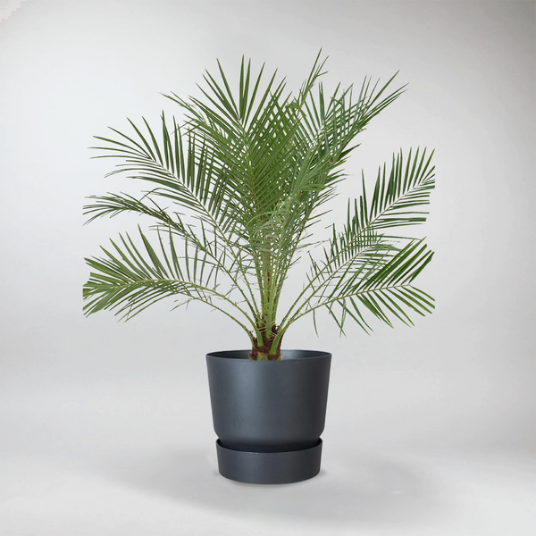 Pygmy Date Palm Petite Beauty for Your Garden Bloombox Club