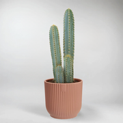 Large Pilocereus Cactus | Pilocereus Azureus 
