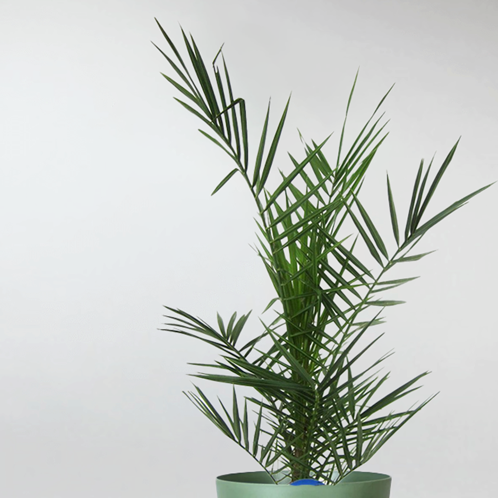 pineapple palm indoor plant Phoenix Canariensis – Stunning Pineapple Palm for a Tropical Garden – Bloombox Club
