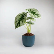 Platinum Elephant Ear Terrarium Plant | Alocasia Platinum