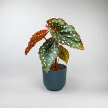 Polka Dot Begonia Terrarium Plant | Begonia Maculata