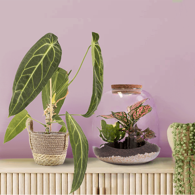 terrarium anthurium Anthurium Warocqueanum – Rare Tropical Green Queen for Your Home – Bloombox Club