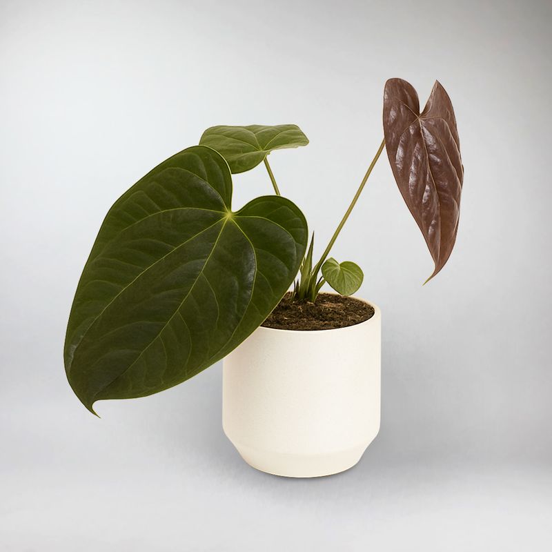 anthurium loveable hearts Queen of Hearts Anthurium – Elegant Indoor Plant – Bloombox Club