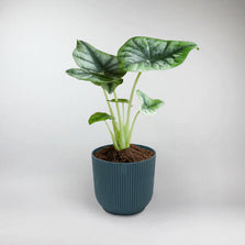 Reversed-Leaf Alocasia Terrarium Plant | Alocasia Reversa