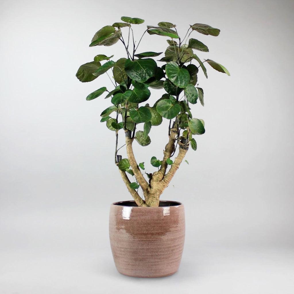 osso Rust Ceramic Plant Pot: Trendy Terracotta Home Decor – Bloombox Club