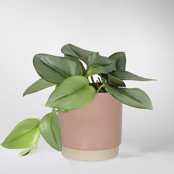 Scindapsus Treubii Moonlight – Stunning, Easy-Care Houseplant – Bloombox  Club