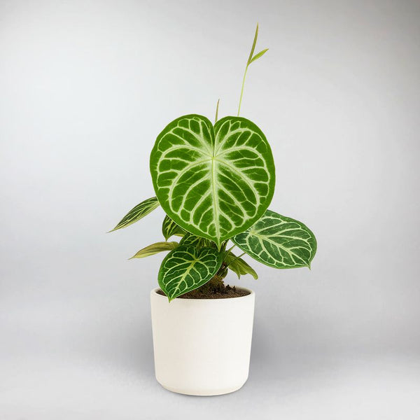 anthurium silver arrow Silver Blush Anthurium – Rare Tropical Indoor Plant – Bloombox Club