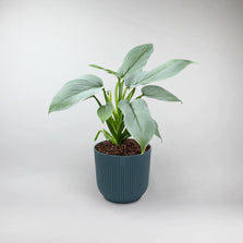 Silver Sword Philodendron Terrarium Plant | Philodendron Hastatum Silver Sword