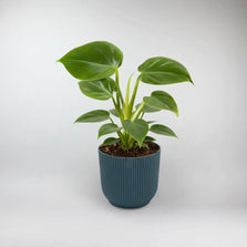 Smooth Hands Philodendron Terrarium Plant | Philodendron Smooth Hands