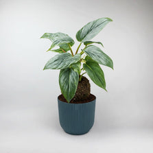 Sodiroi Philodendron Terrarium Plant | Philodendron Sodiroi