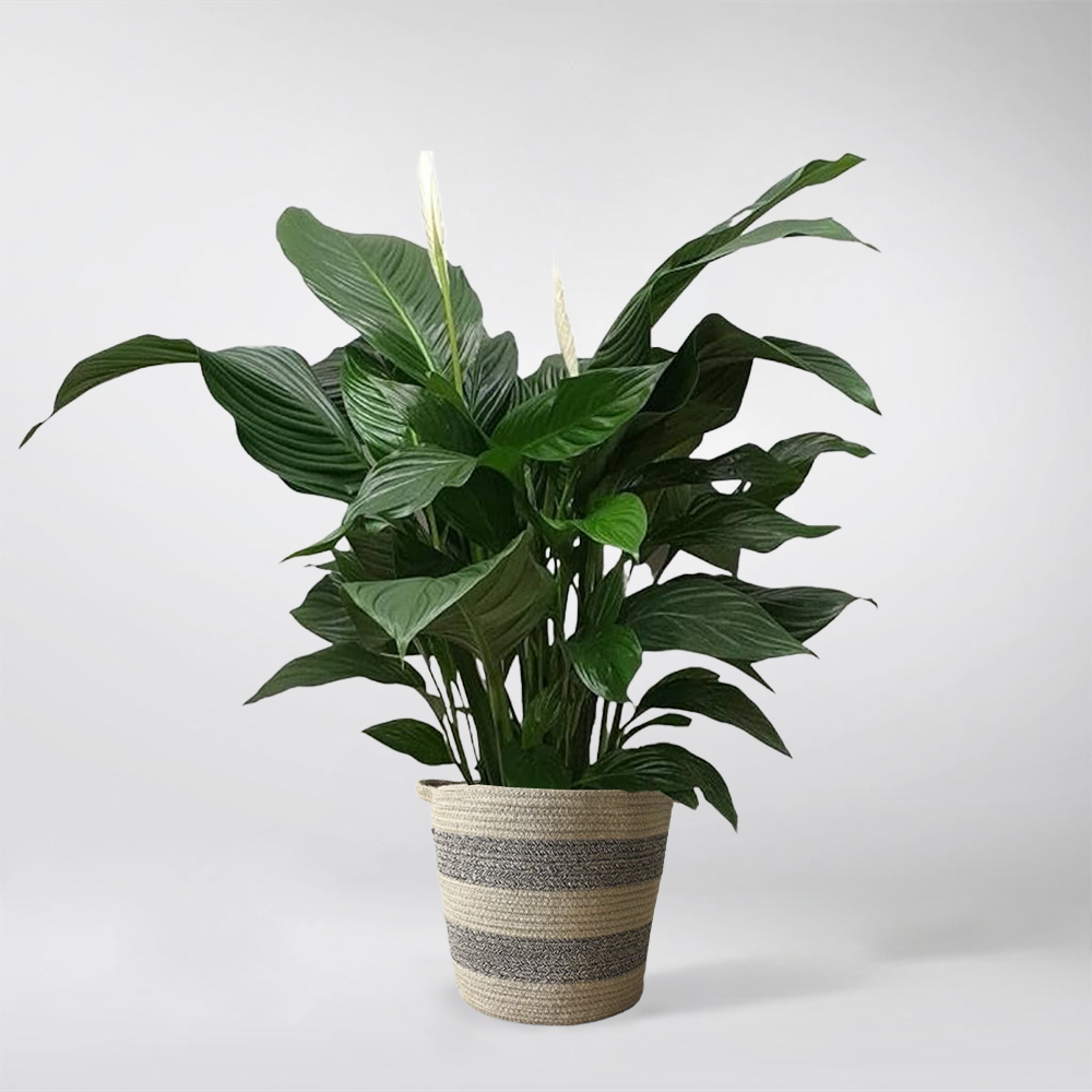 sweet pablo peace lily Large Peace Lily Sweet Silvana – Indoor Air Purifying Plant – Bloombox Club