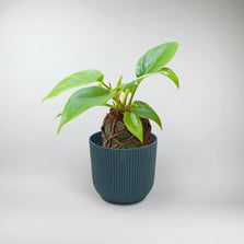 Squamiferum Philodendron Terrarium Plant | Philodendron Squamiferum